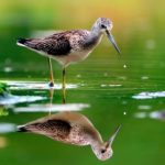 A photo of a bird, with its reflection in the water