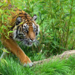 Sumatran tiger